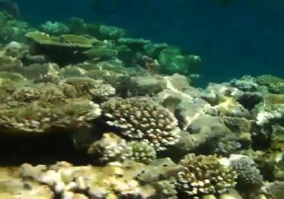 モルディブ'09エリヤドゥ：ハウスリーフの珊瑚礁