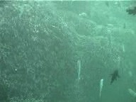 石垣'00白保：北半球最大の青珊瑚の群生 再生されない特は左のリストメニューからClick